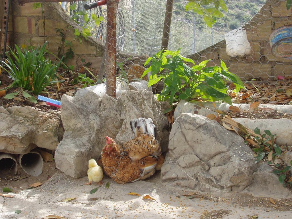 El Rincon De Carmen Pension Rute Buitenkant foto